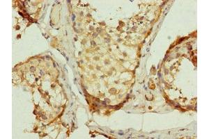 Immunohistochemistry of paraffin-embedded human testis tissue using ABIN7149107 at dilution of 1:100 (UQCRC2 Antikörper  (AA 224-453))