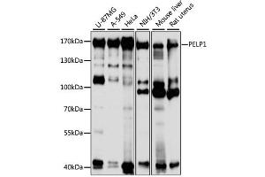 Western blot analysis of extracts of various cell lines, using PELP1 antibody (ABIN1874097) at 1:1000 dilution.