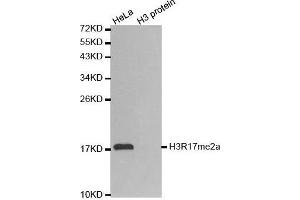 Western Blotting (WB) image for anti-Histone 3 (H3) (H3R17me) antibody (ABIN3023283) (Histone 3 Antikörper  (H3R17me))