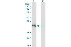 Western Blot analysis of PLSCR3 expression in transfected 293T cell line by PLSCR3 monoclonal antibody (M10), clone 4D11.
