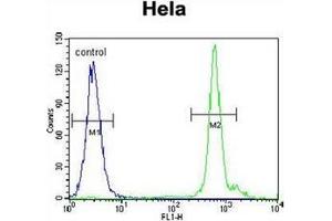 Flow cytometric analysis of Hela cells using EMG1 / C2F  Antibody  (right histogram) compared to a negative control cell (left histogram). (EMG1 Antikörper  (Middle Region))