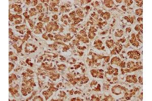 IHC image of ABIN7155415 diluted at 1:100 and staining in paraffin-embedded human pancreatic tissue performed on a Leica BondTM system. (HIST2H2BE Antikörper  (AA 2-126))