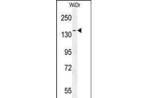 DM1- Antibody (N-term) (ABIN651631 and ABIN2840337) western blot analysis in WiDr cell line lysates (35 μg/lane). (DAAM1 Antikörper  (N-Term))
