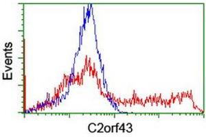 HEK293T cells transfected with either RC203367 overexpress plasmid (Red) or empty vector control plasmid (Blue) were immunostained by anti-C2orf43 antibody (ABIN2455844), and then analyzed by flow cytometry. (LDAH/C2orf43 Antikörper)