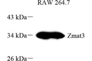 Western blot analysis of PAG608 (ABIN7076285) at dilution of 1: 800 (ZMAT3 Antikörper)