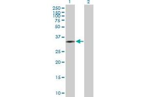 Western Blot analysis of PLCXD3 expression in transfected 293T cell line by PLCXD3 MaxPab polyclonal antibody. (PLCXD3 Antikörper  (AA 1-321))