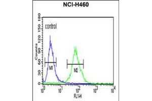 Flow cytometric analysis of NCI-H460 cells (right histogram) compared to a negative control cell (left histogram). (Gc (AA 337-365) Antikörper)
