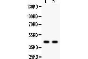 Anti- SGCA Picoband antibody, Western blotting All lanes: Anti SGCA  at 0. (SGCA Antikörper  (AA 24-387))