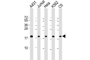 All lanes : Anti-RPS10 Antibody (Center) at 1:2000 dilution Lane 1: A431 whole cell lysate Lane 2: Jurkat whole cell lysate Lane 3: Hela whole cell lysate Lane 4: K562 whole cell lysate Lane 5: C6 whole cell lysate Lysates/proteins at 20 μg per lane. (RPS10 Antikörper  (AA 78-110))