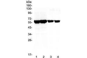 Western blot testing of different lots of mouse testis lysate (lanes 1, 2) and rat testis lysate (lanes 3, 4) with Cyp17a1 antibody at 0. (CYP17A1 Antikörper  (AA 80-363))