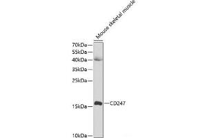 Western blot analysis of extracts of Mouse skeletal muscle using CD247 Polyclonal Antibody at dilution of 1:1000. (CD247 Antikörper)