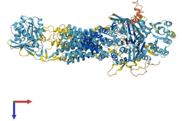 ABCA6 Protein (AA 1-1617) (His tag)