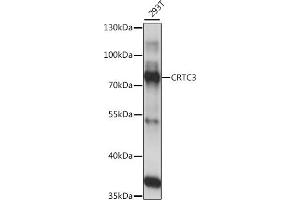 Western blot analysis of extracts of 293T cells, using CRTC3 antibody (ABIN7266522) at 1:1000 dilution. (CRTC3 Antikörper  (AA 1-260))