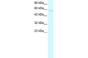 Human HepG2; WB Suggested Anti-TRIM10 Antibody Titration: 5. (TRIM10 Antikörper  (C-Term))