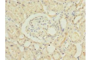 Immunohistochemistry of paraffin-embedded human kidney tissue using ABIN7168469 at dilution of 1:100 (RUSC1 Antikörper  (AA 231-433))