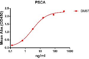 ELISA plate pre-coated by 2 μg/mL (100 μL/well) Human PSCA protein, hFc tagged protein ((ABIN6961137, ABIN7042303 and ABIN7042304)) can bind Rabbit anti-PSCA monoclonal antibody(clone: DM87) in a linear range of 1-100 ng/mL. (PSCA Antikörper  (AA 12-86))