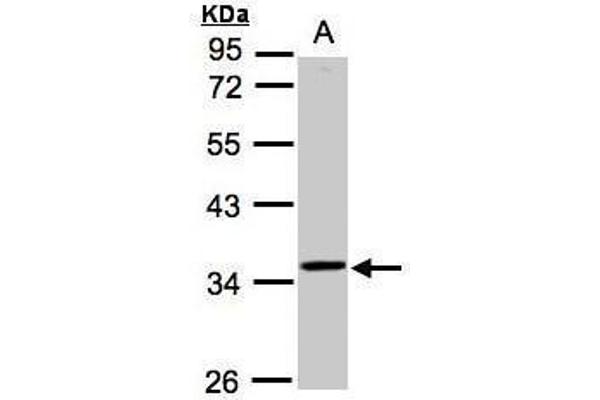 RG9MTD3 antibody  (Center)