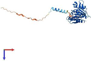 ABHD14A Protein (AA 1-271) (His tag)