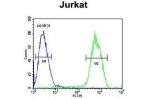 Flow cytometric analysis of Jurkat cells (right histogram) compared to a negative control cell (left histogram) using PCDHGC3  Antibody , followed by FITC-conjugated goat-anti-rabbit secondary antibodies.
