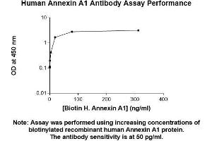 Image no. 1 for anti-Annexin A1 (ANXA1) (AA 1-346) antibody (ABIN5564951)