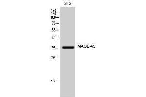 Western Blotting (WB) image for anti-Melanoma Antigen Family A, 5 (MAGEA5) (Internal Region) antibody (ABIN3185440) (MAGEA5 Antikörper  (Internal Region))