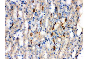 Anti- Kininogen 1 Picoband antibody, IHC(P) IHC(P): Mouse Kidney Tissue