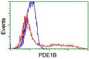 HEK293T cells transfected with either RC206588 overexpress plasmid (Red) or empty vector control plasmid (Blue) were immunostained by anti-PDE1B antibody (ABIN2454888), and then analyzed by flow cytometry. (PDE1B Antikörper)