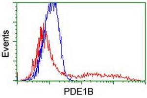 HEK293T cells transfected with either RC206588 overexpress plasmid (Red) or empty vector control plasmid (Blue) were immunostained by anti-PDE1B antibody (ABIN2454888), and then analyzed by flow cytometry.