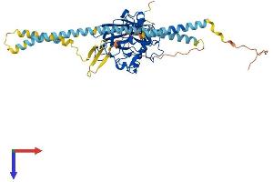 FIBCD1 Protein (AA 1-461) (His tag)