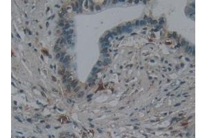 Immunohistochemistry (IHC) image for anti-Nephronectin (NPNT) (AA 418-565) antibody (ABIN7436474)