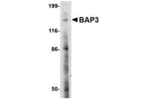Image no. 1 for anti-BAI1-Associated Protein 3 (BAIAP3) (N-Term) antibody (ABIN1495385) (BAIAP3 Antikörper  (N-Term))