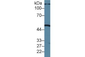 Detection of PLA1 in Porcine Liver lysate using Polyclonal Antibody to Phospholipase A1 (PLA1)