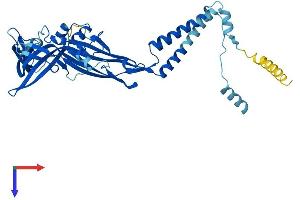 P2RX1 Protein (AA 1-399) (His tag)