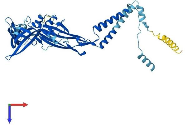 P2RX1 Protein (AA 1-399) (His tag)