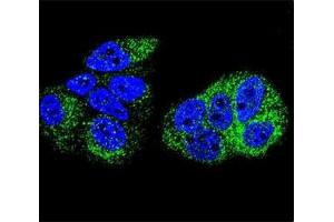 Confocal immunofluorescent analysis of HNF4A antibody with MCF-7 cells followed by Alexa Fluor 488-conjugated goat anti-rabbit lgG (green). (HNF4A Antikörper  (AA 107-139))