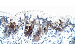 Human Stomach; PMF1 antibody - middle region in Human Stomach cells using Immunohistochemistry (PMF1 Antikörper  (Middle Region))