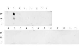 Histone H3 monomethyl Lys4 antibody (mAb) tested by dot blot analysis.