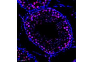 Immunofluorescence of paraffin embedded rat testis using DNApoldelta3 (ABIN7075130) at dilution of 1:1000 (300x lens) (POLD3 Antikörper)