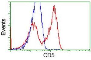 HEK293T cells transfected with either RC206494 overexpress plasmid (Red) or empty vector control plasmid (Blue) were immunostained by anti-CD5 antibody (ABIN2452890), and then analyzed by flow cytometry. (CD5 Antikörper)