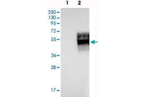 Western blot analysis of Lane 1: Negative control (vector only transfected HEK293T lysate), Lane 2: Over-expression Lysate (Co-expressed with a C-terminal myc-DDK tag (~3. (IFNGR2 Antikörper)