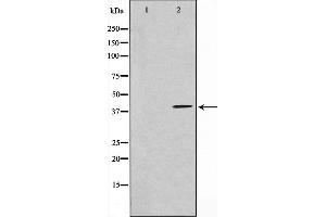 Western blot analysis on NIH-3T3 cell lysate using HEXIM1 Antibody,The lane on the left is treated with the antigen-specific peptide. (HEXIM1 Antikörper)