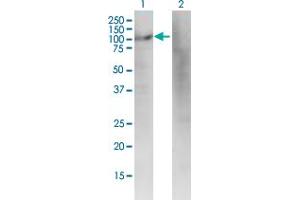 Western Blotting (WB) image for anti-Diaphanous Homolog 3 (Drosophila) (DIAPH3) (AA 632-729) antibody (ABIN529377)