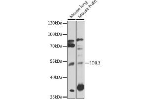 Western blot analysis of extracts of various cell lines, using EDIL3 antibody (ABIN7266904) at 1:1000 dilution. (EDIL3 Antikörper  (AA 350-450))