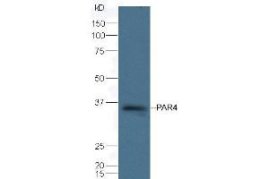 Mouse spleen lysate probed with Rabbit Anti-PAR4 Polyclonal Antibody (ABIN1385670) at 1:300 overnight in 4 °C. (F2RL3 Antikörper)