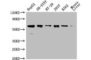 Western Blot Positive WB detected in: HepG2 whole cell lysate,SH-SY5Y whole cell lysate,HT-29 whole cell lysate,293T whole cell lysate,K562 whole cell lysate,Mouse liver tissue All lanes: ERVFRD-1 antibody at 1:2000 Secondary Goat polyclonal to rabbit IgG at 1/50000 dilution Predicted band size: 60 kDa Observed band size: 60 kDa (HERV-FRD Provirus Ancestral Env Polyprotein (Herv-frd) (AA 33-315) Antikörper)