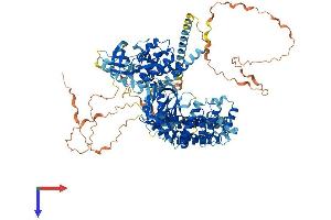 PTK2B Protein (AA 1-1009) (His tag)