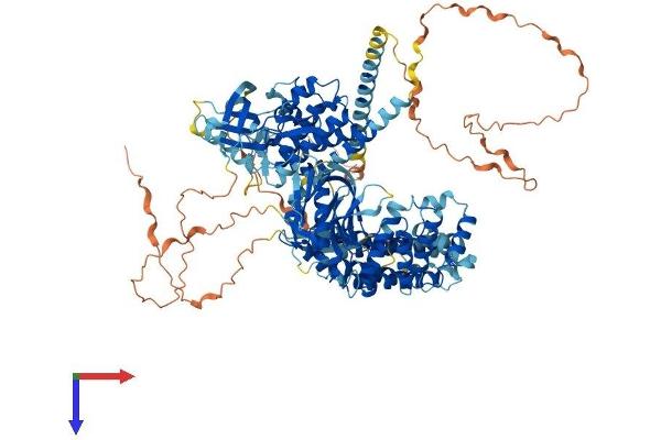 PTK2B Protein (AA 1-1009) (His tag)