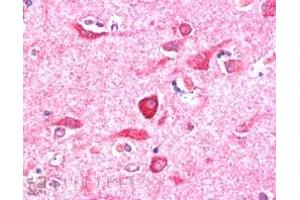 ABIN185211 (5µg/ml) staining of paraffin embedded Human Cerebral Cortex. (NIR1 Antikörper  (C-Term))