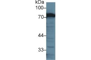 Western Blotting (WB) image for anti-Transferrin (TF) (AA 22-176) antibody (ABIN7438088)