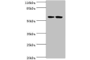 Western blot All lanes: DCAF4 antibody at 2 μg/mL Lane 1: 293T whole cell lysate Lane 2: Hela whole cell lysate Secondary Goat polyclonal to rabbit IgG at 1/10000 dilution Predicted band size: 56, 49, 45, 55 kDa Observed band size: 56 kDa (DCAF4 Antikörper  (AA 1-495))
